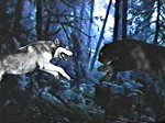 Die Verschmelzung der Spirit Guides Wolf (Blair Sandburg) und Panther (Jim Ellison) in der Folge 'Der t�dliche Jaguar' ist einer der H�hepunkte der Serie