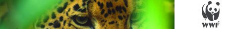 www.wwf.de
